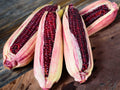 Bloody Butcher Corn Seeds – Heirloom Red Dent Variety for Decoration, Flour & Feed | Non-GMO, 50 Seeds