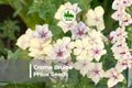 100+ Creme Brulee Phlox Seeds - Pastel Flowering Annual for Borders, Containers, Pollinator Gardens - Phlox drummondii