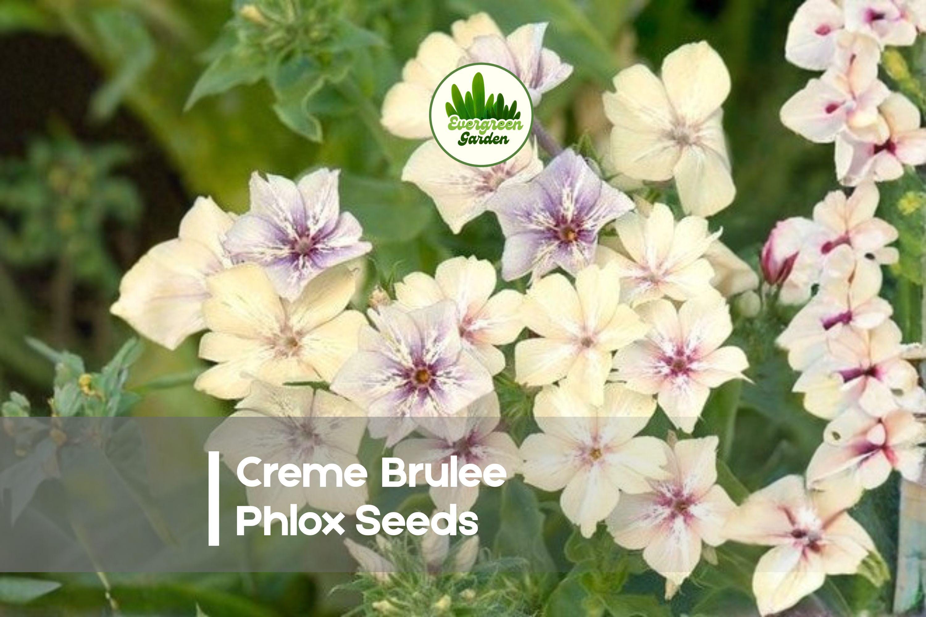 100+ Creme Brulee Phlox Seeds - Pastel Flowering Annual for Borders, Containers, Pollinator Gardens - Phlox drummondii