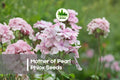 Mother of Pearl Phlox Seeds, Flowering Annual, Pastel Mix, Phlox drummondii, Soft Pink, Cream, Lavender