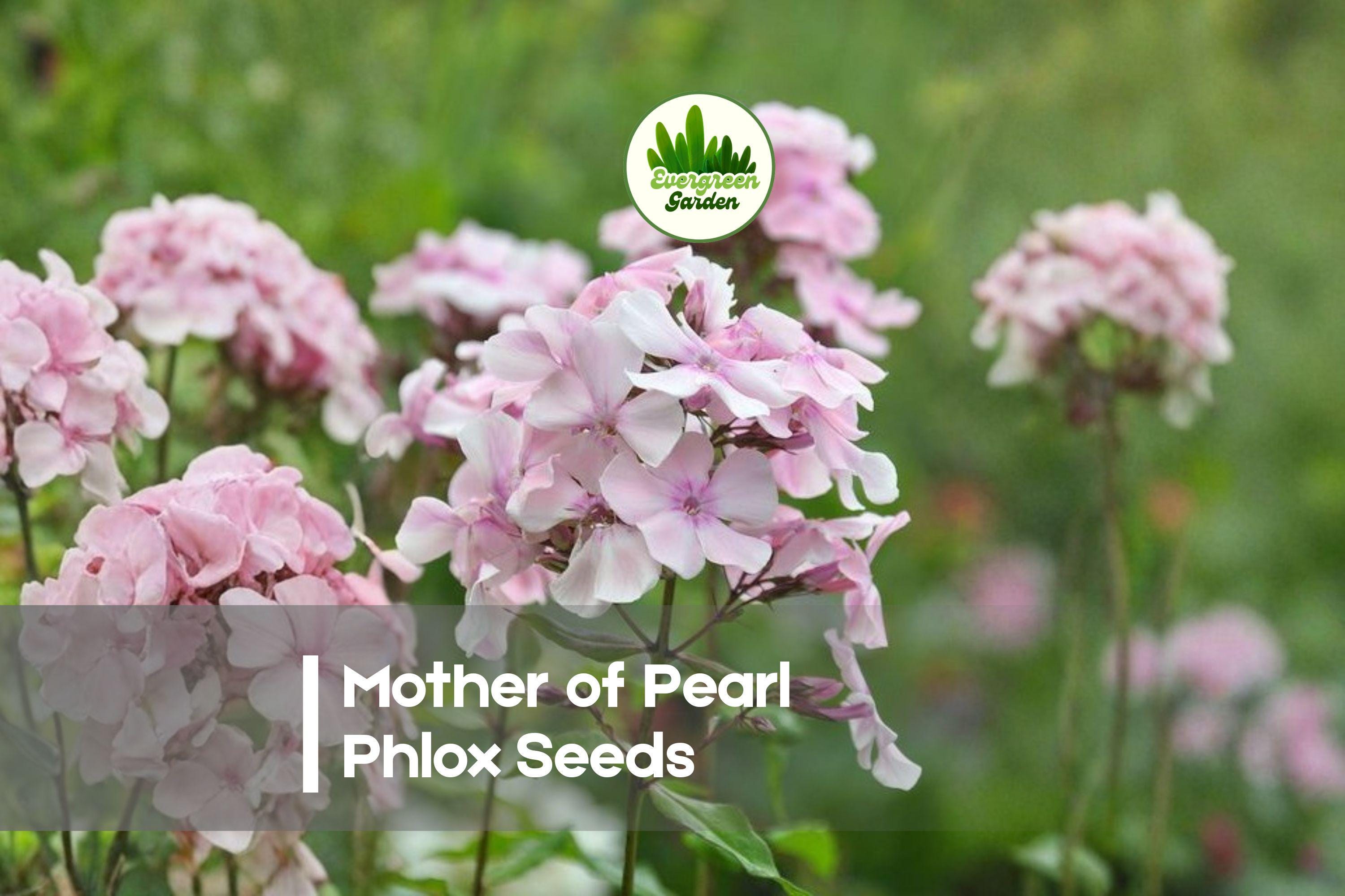 Mother of Pearl Phlox Seeds, Flowering Annual, Pastel Mix, Phlox drummondii, Soft Pink, Cream, Lavender