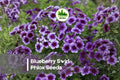 Blueberry Swirl Phlox Seeds - 100+ Violet, Blue-Purple & White Swirled Blooms, Annual Flowering Plant, Phlox drummondii