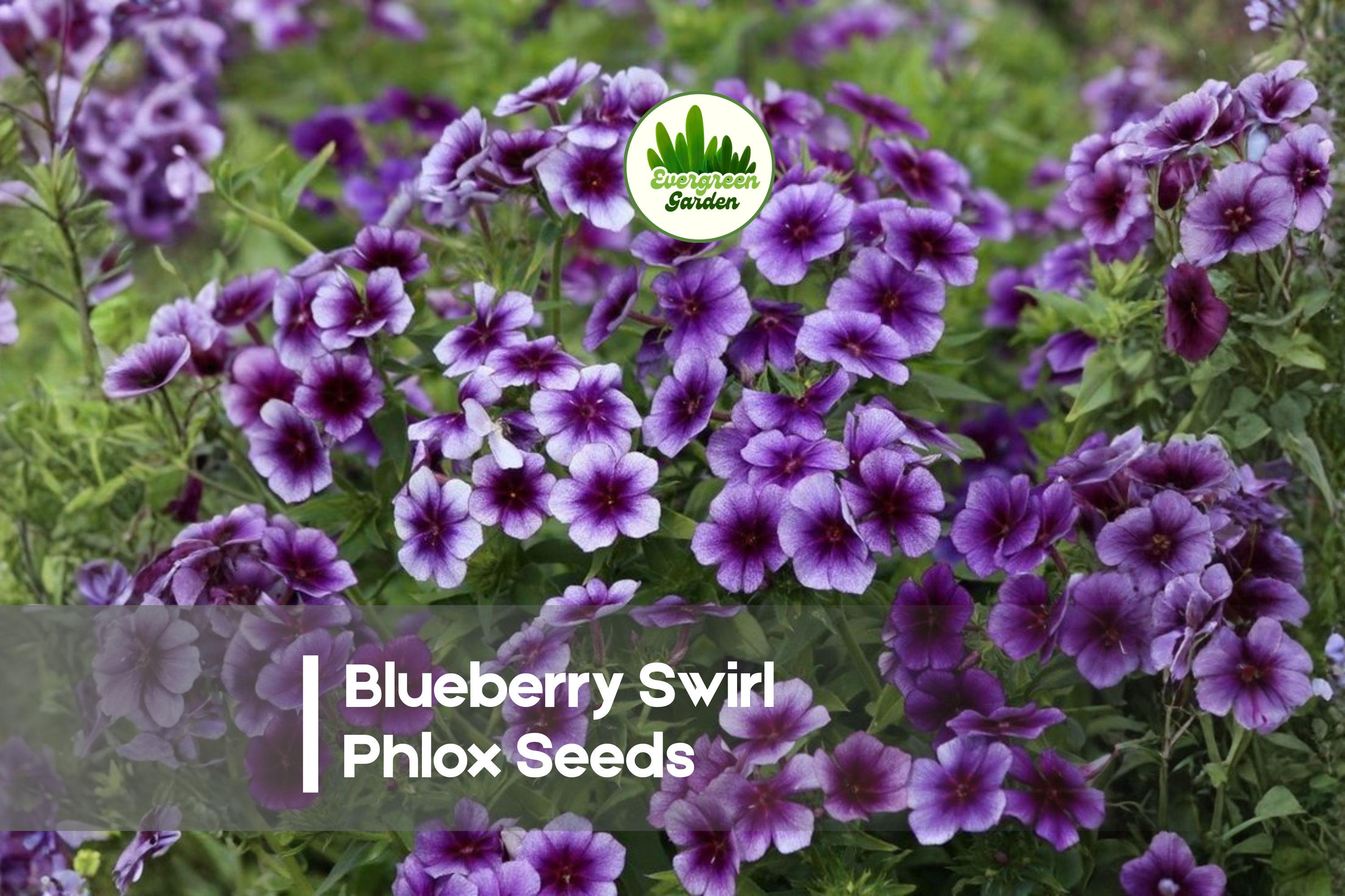 Blueberry Swirl Phlox Seeds - 100+ Violet, Blue-Purple & White Swirled Blooms, Annual Flowering Plant, Phlox drummondii