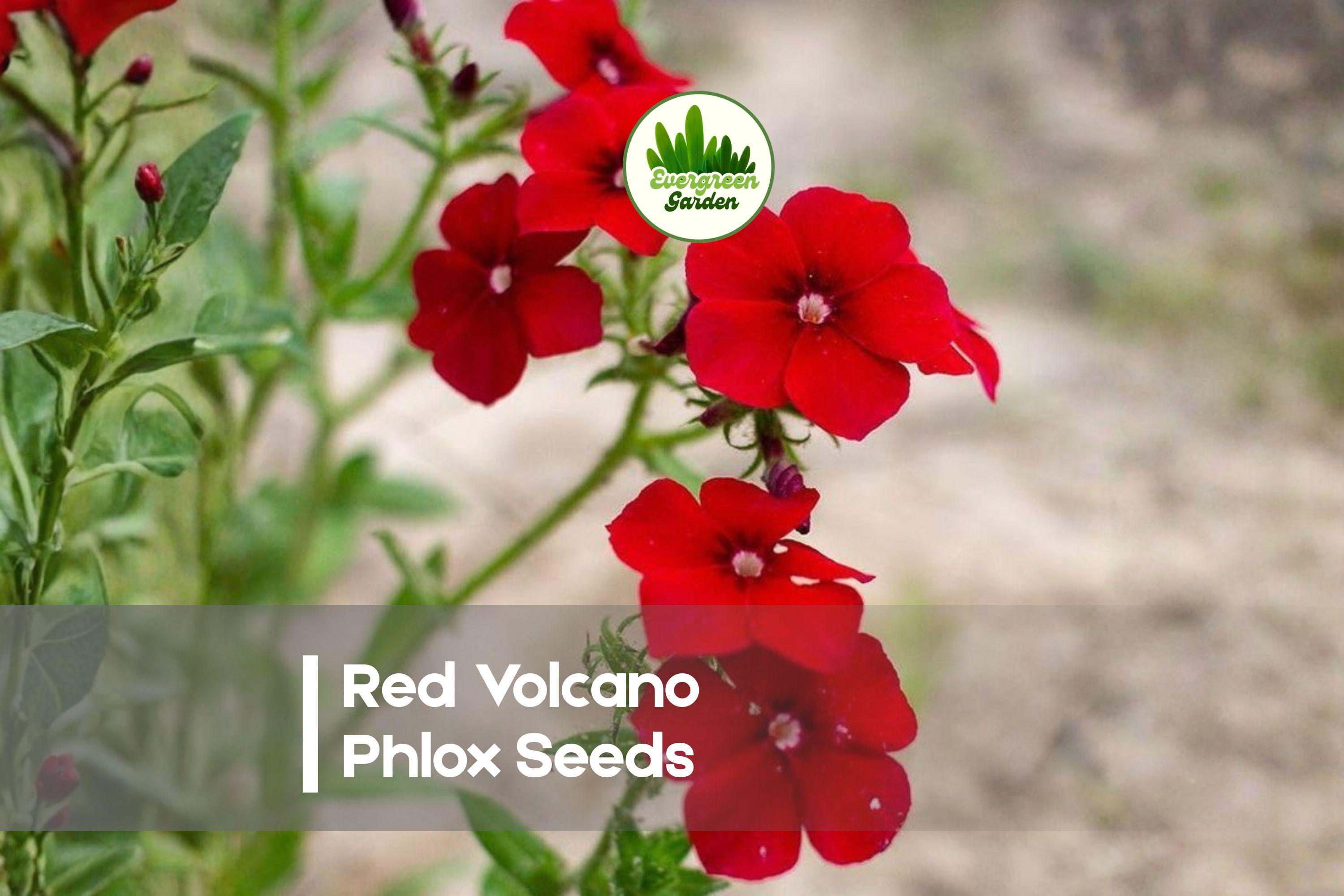 Red Volcano Phlox Seeds – 100+ Red Flowering Annual, Phlox drummondii for Borders, Containers, Cottage Gardens