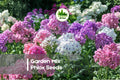 100+ Garden Mix Phlox Seeds - Vibrant Pink, Red, White, Purple Annual Flower Seeds for Borders, Containers, Pollinator Gardens
