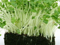 Curled Garden Cress Seeds – 1000 Non-GMO Peppery Herb for Microgreens & Salads | Lepidium sativum