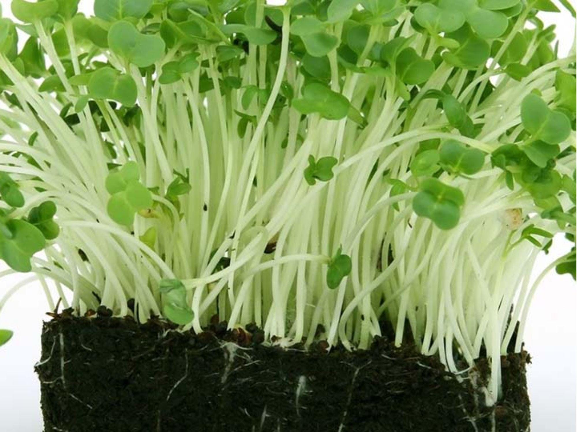 Curled Garden Cress Seeds – 1000 Non-GMO Peppery Herb for Microgreens & Salads | Lepidium sativum