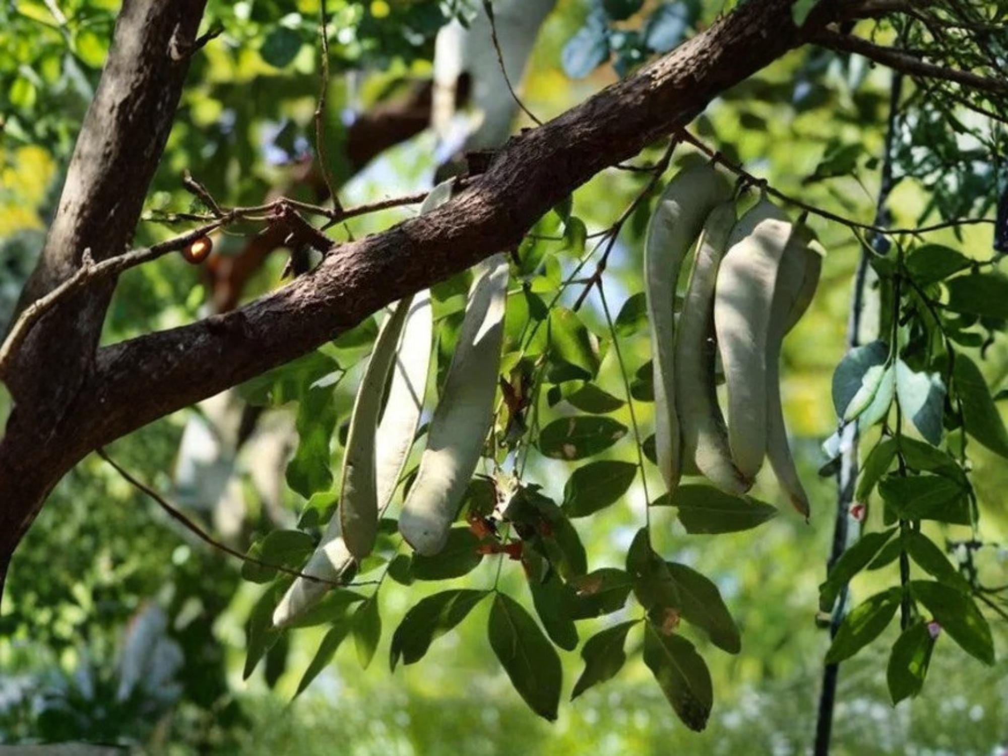 Chinese Honeylocust Seeds – Gleditsia sinensis – Ornamental Thorny Tree for Bonsai & Garden | 10 Seeds