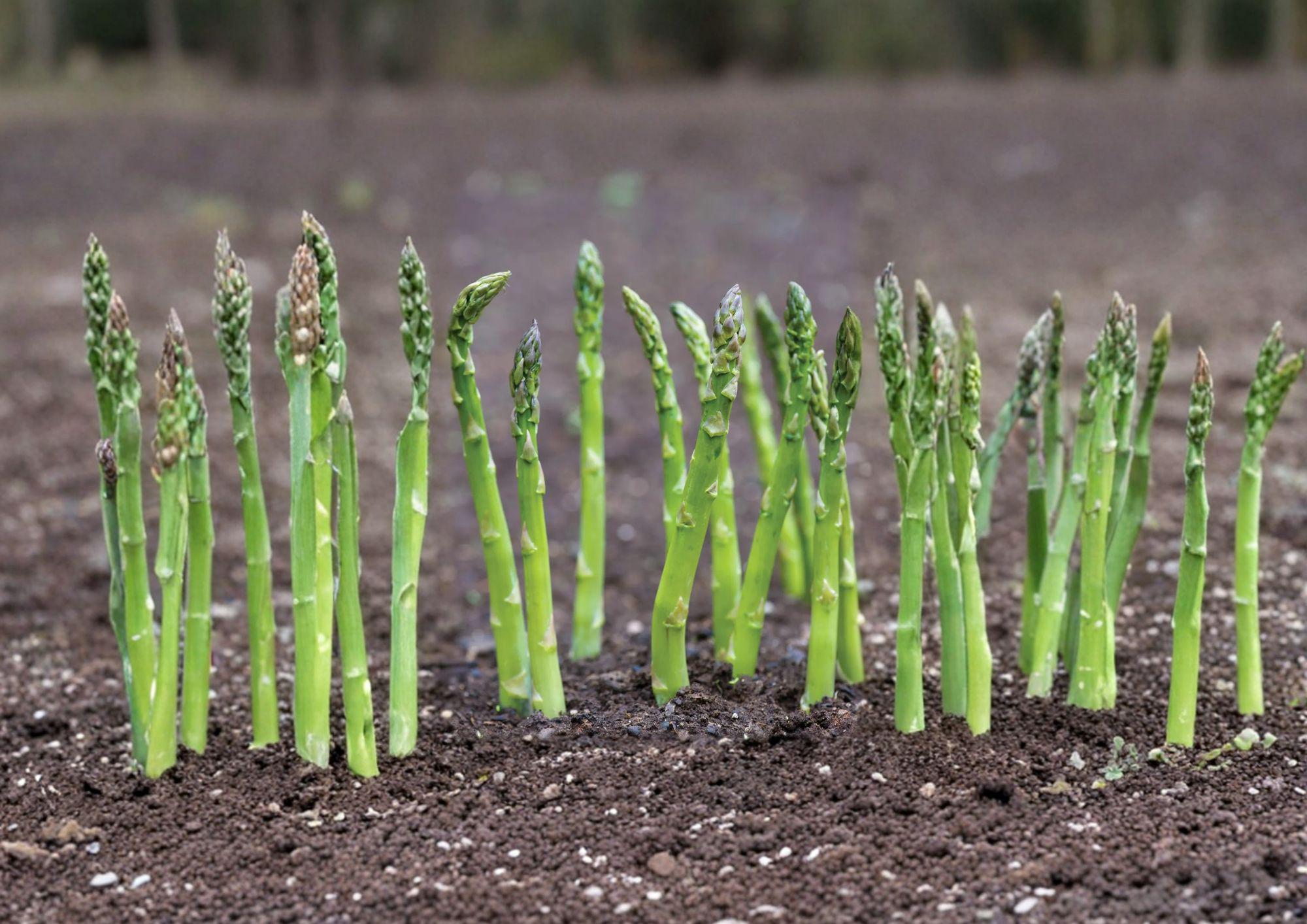 Mary Washington Asparagus Seeds - 100 Heirloom Perennial Vegetable Seeds for Home Garden, Tender Green Spears, Hardy, Reliable, Gourmet