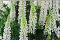 White Russell Lupine Seeds – Perennial Flower Pack of 20 – Lupinus polyphyllus – Tall White Blooming Plants for Borders & Gardens