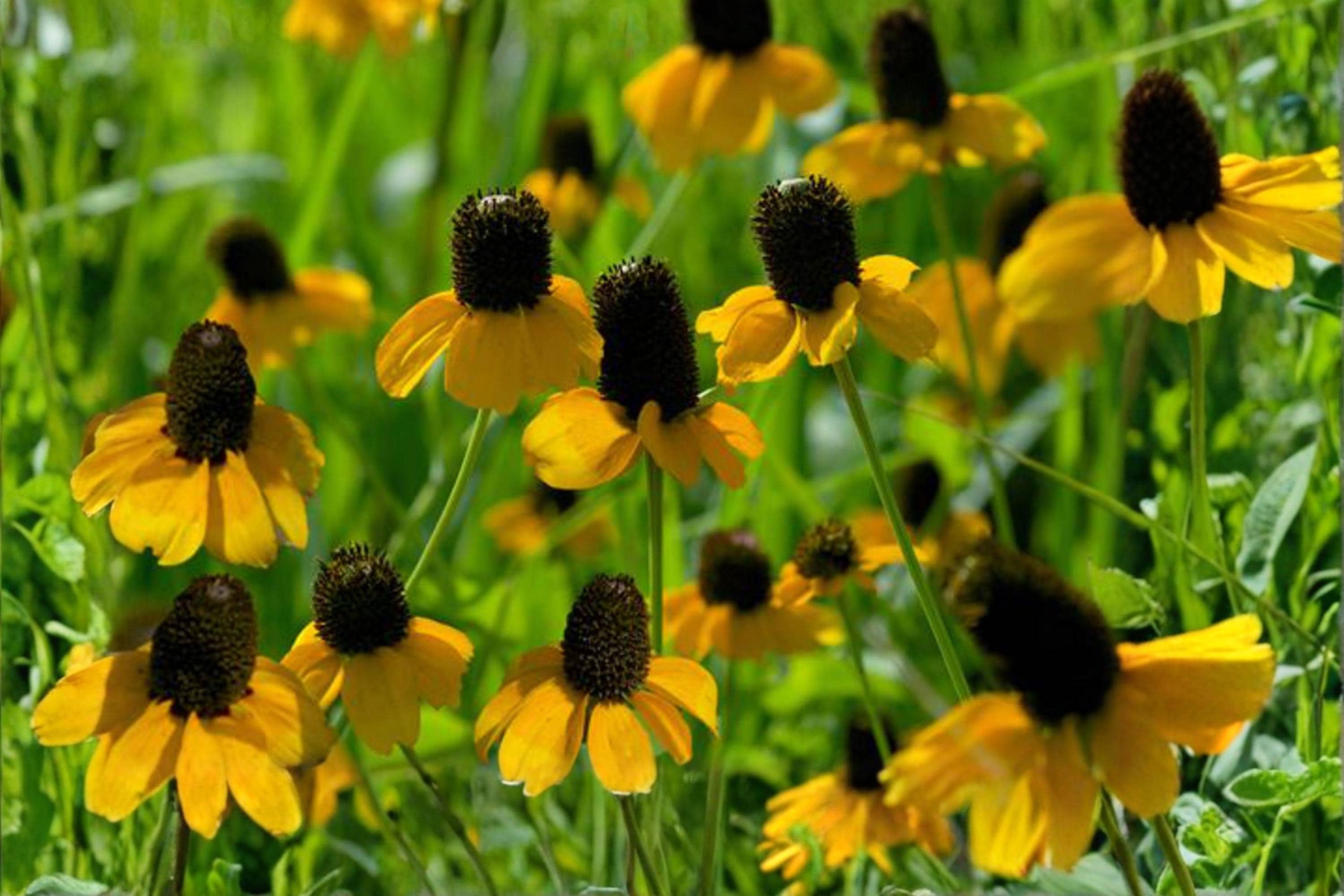 Clasping Coneflower Seeds 100 Rudbeckia amplexicaulis Native Wildflower Pollinator Plant Prairie Garden