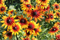 Gloriosa Daisy Seeds 250 Pack – Yellow Red Black Eyed Susan Pollinator Garden Flower Summer Blooms Rudbeckia hirta