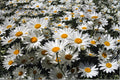 Shasta Daisy Seeds 100 Pack – White Perennial Flower – Chrysanthemum Maximum – Leucanthemum – Cottage Garden Plant