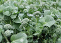 Di Cicco Broccoli Seeds - Heirloom Italian Vegetable Seeds for Home Garden, Tender Green Heads, Continuous Side Shoots, Cold-Hardy, 500 Pack