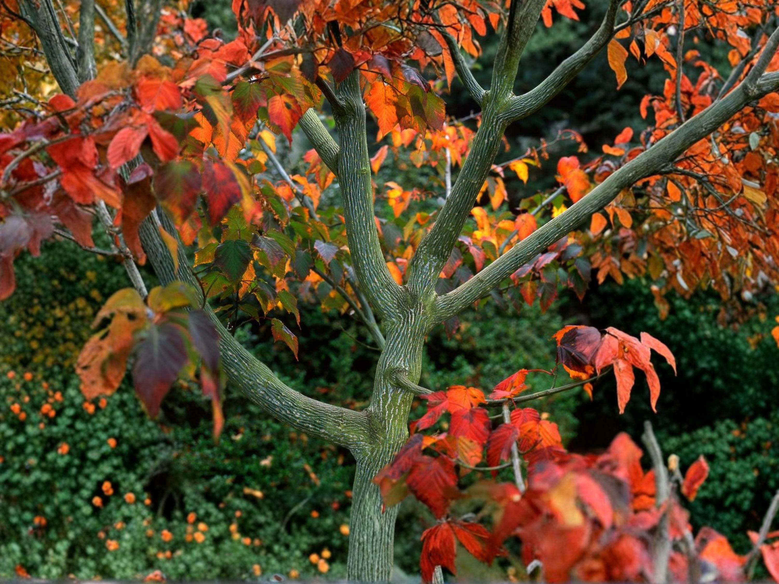 Snake Bark Maple Seeds – Acer grosseri var. hersii – Ornamental Striped Green Bark – Rare Deciduous Tree Seeds (10)