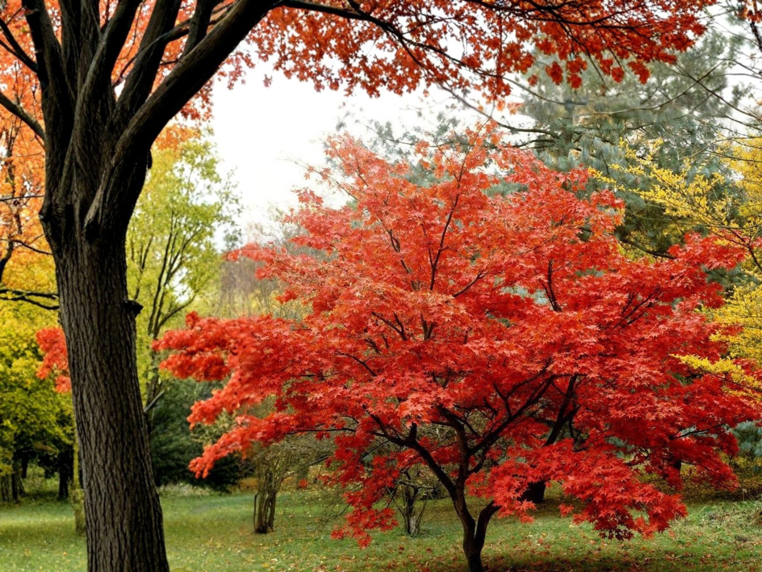 Amur Maple Seeds (10) Acer ginnala Deciduous Tree with Bright Red Fall Foliage for Small Gardens
