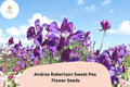 50+ Andrea Robertson Sweet Pea Seeds | Deep Purple Climbing Flower | Lathyrus odoratus | Garden Trellis & Fence Plant
