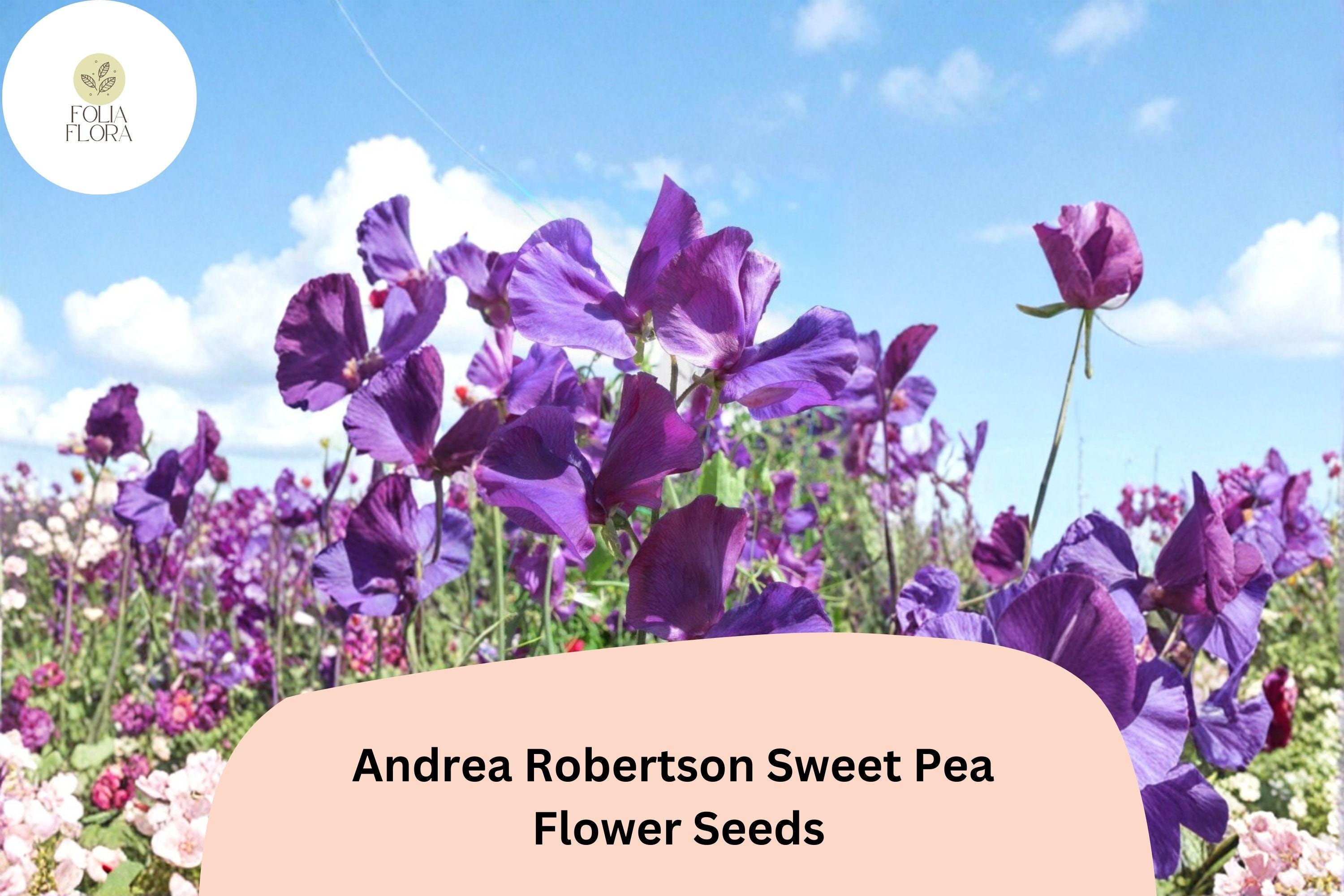 50+ Andrea Robertson Sweet Pea Seeds | Deep Purple Climbing Flower | Lathyrus odoratus | Garden Trellis & Fence Plant