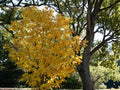 Manchurian Striped Maple Seeds (10) – Acer tegmentosum – Ornamental Snake Bark Maple Seeds for Landscaping