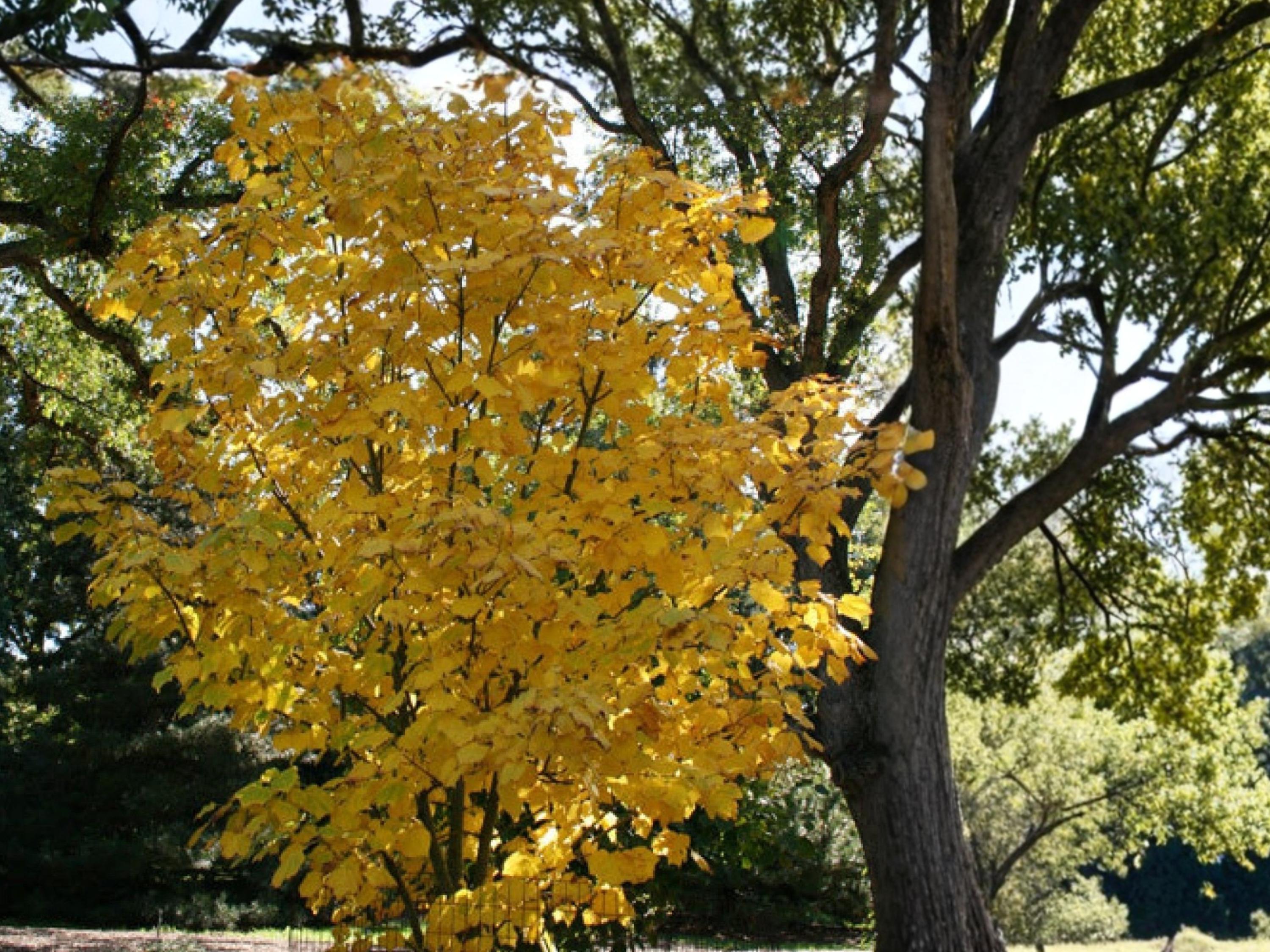 Manchurian Striped Maple Seeds (10) – Acer tegmentosum – Ornamental Snake Bark Maple Seeds for Landscaping