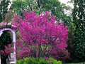 Chinese Redbud Seeds – Cercis Chinensis, Pink Flowering Compact Ornamental Tree, Spring Blooms, Landscape Plant
