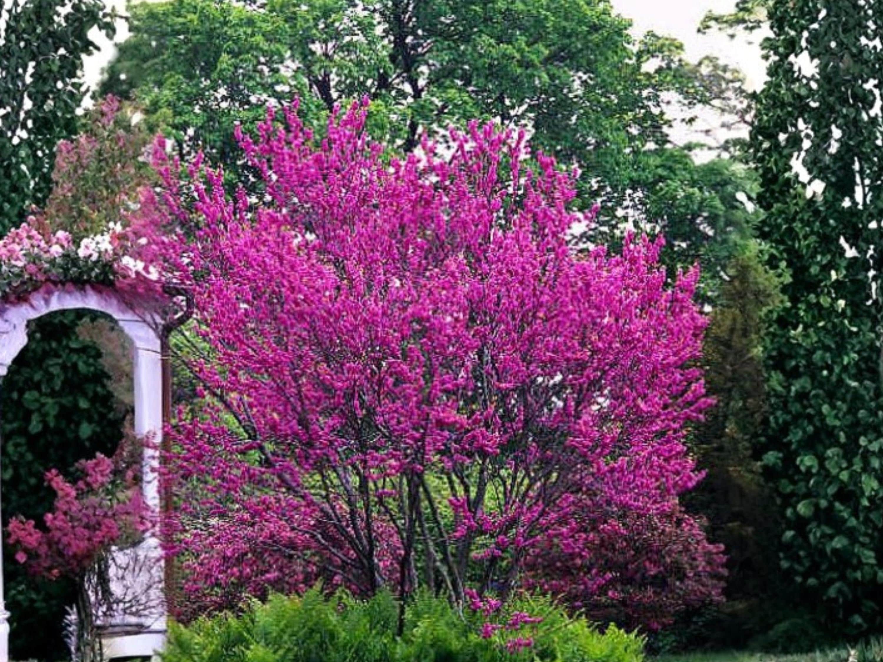 Chinese Redbud Seeds – Cercis Chinensis, Pink Flowering Compact Ornamental Tree, Spring Blooms, Landscape Plant