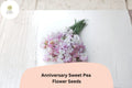 Anniversary Sweet Pea Seeds – Pink Climbing Flower, 50+ Garden Seeds, Lathyrus odoratus, Cottage & Trellis Plant