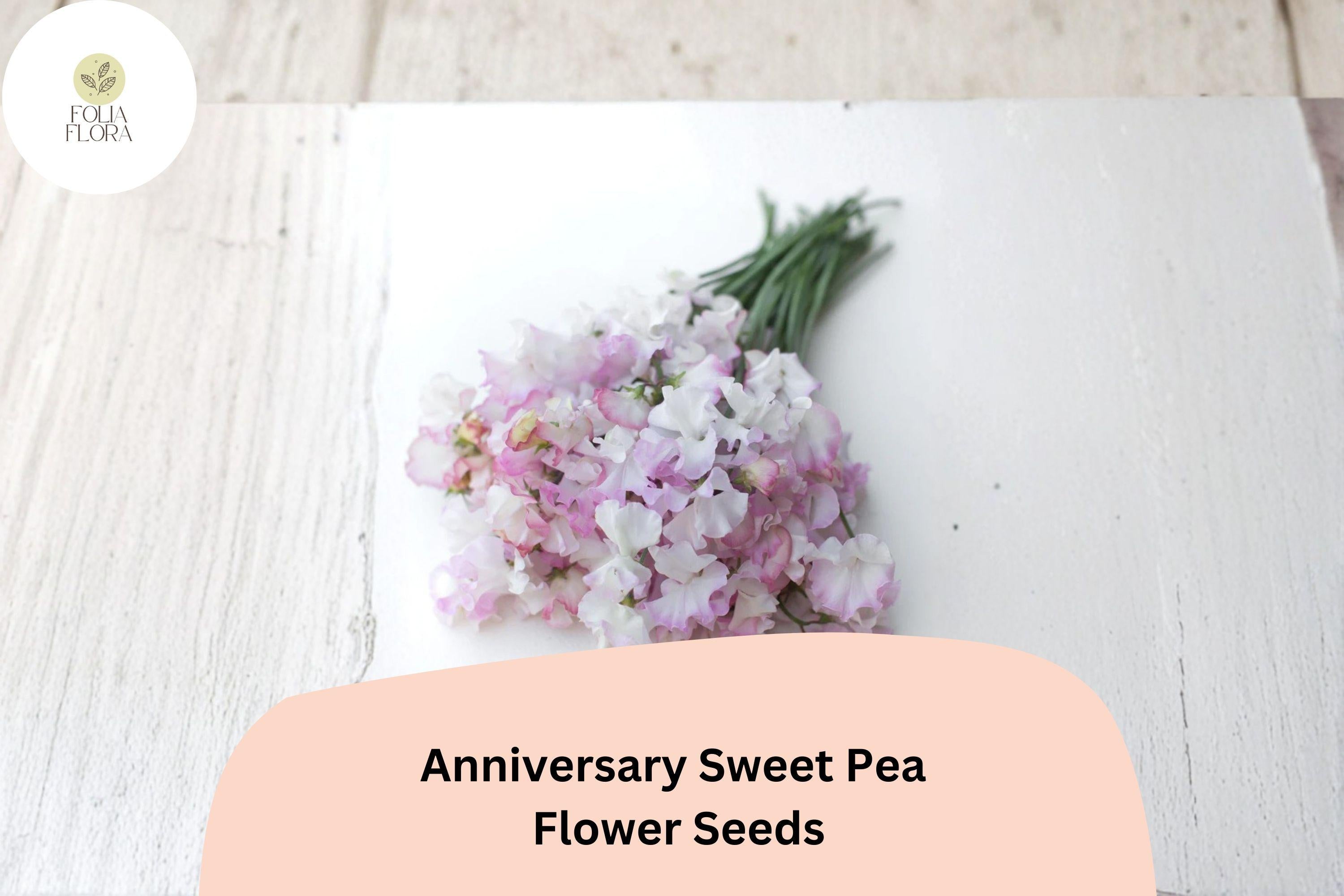 Anniversary Sweet Pea Seeds – Pink Climbing Flower, 50+ Garden Seeds, Lathyrus odoratus, Cottage & Trellis Plant