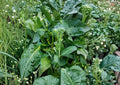 Broccoli Raab Seeds - Heirloom Italian Rapini, Vegetable, 300 Seeds, Spring Rapini, Broccoli-like Buds, Nutty Flavor