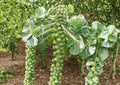 Catskill Brussels Sprouts Seeds - 500 Heirloom, Cold Hardy, Compact Green Sprouts, Fall Garden Vegetable, Brassica oleracea