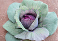 Red Acre Cabbage Seeds - Heirloom, Early Maturity, Compact Deep Red-Purple Heads, 500 Seeds