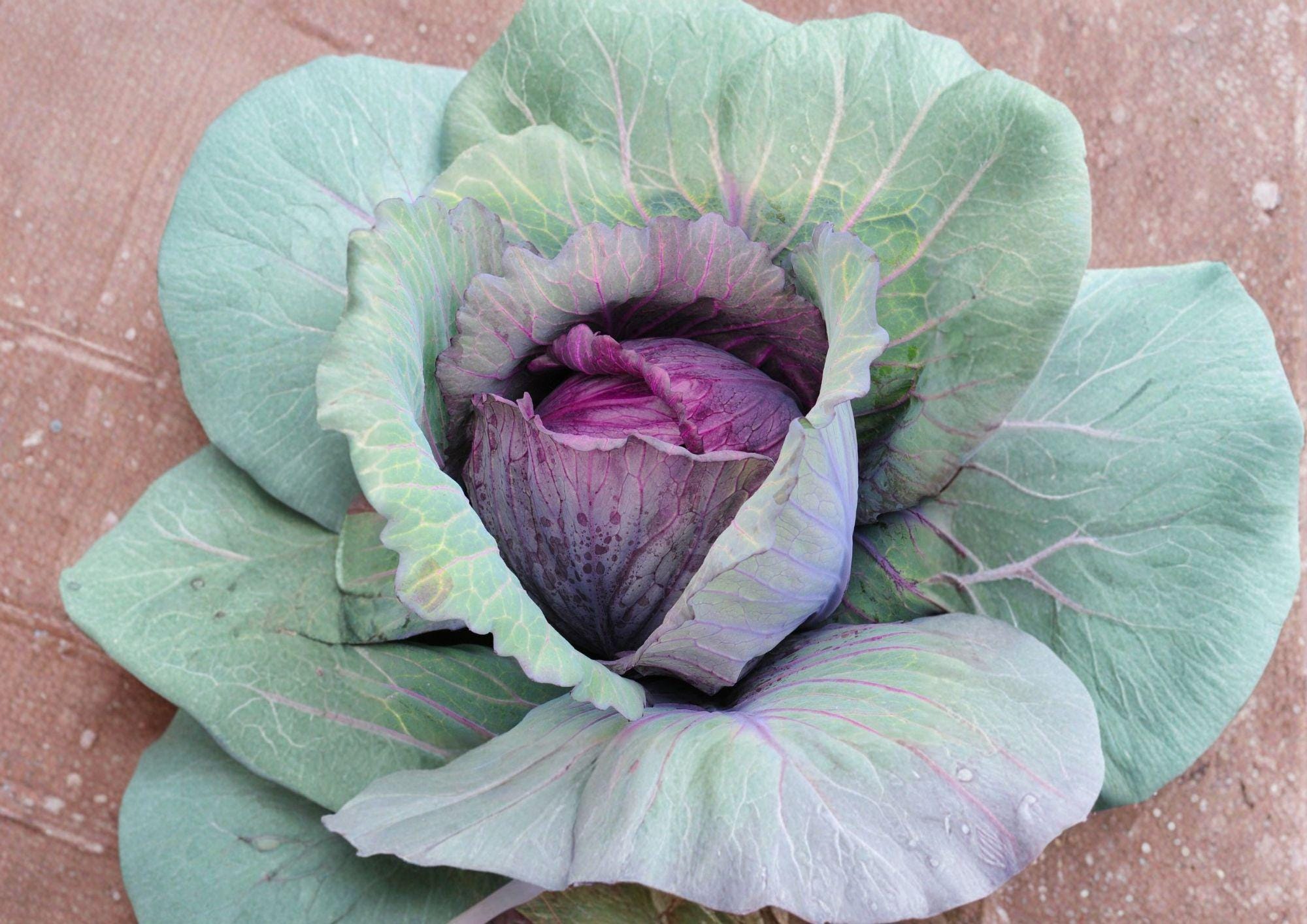 Red Acre Cabbage Seeds - Heirloom, Early Maturity, Compact Deep Red-Purple Heads, 500 Seeds