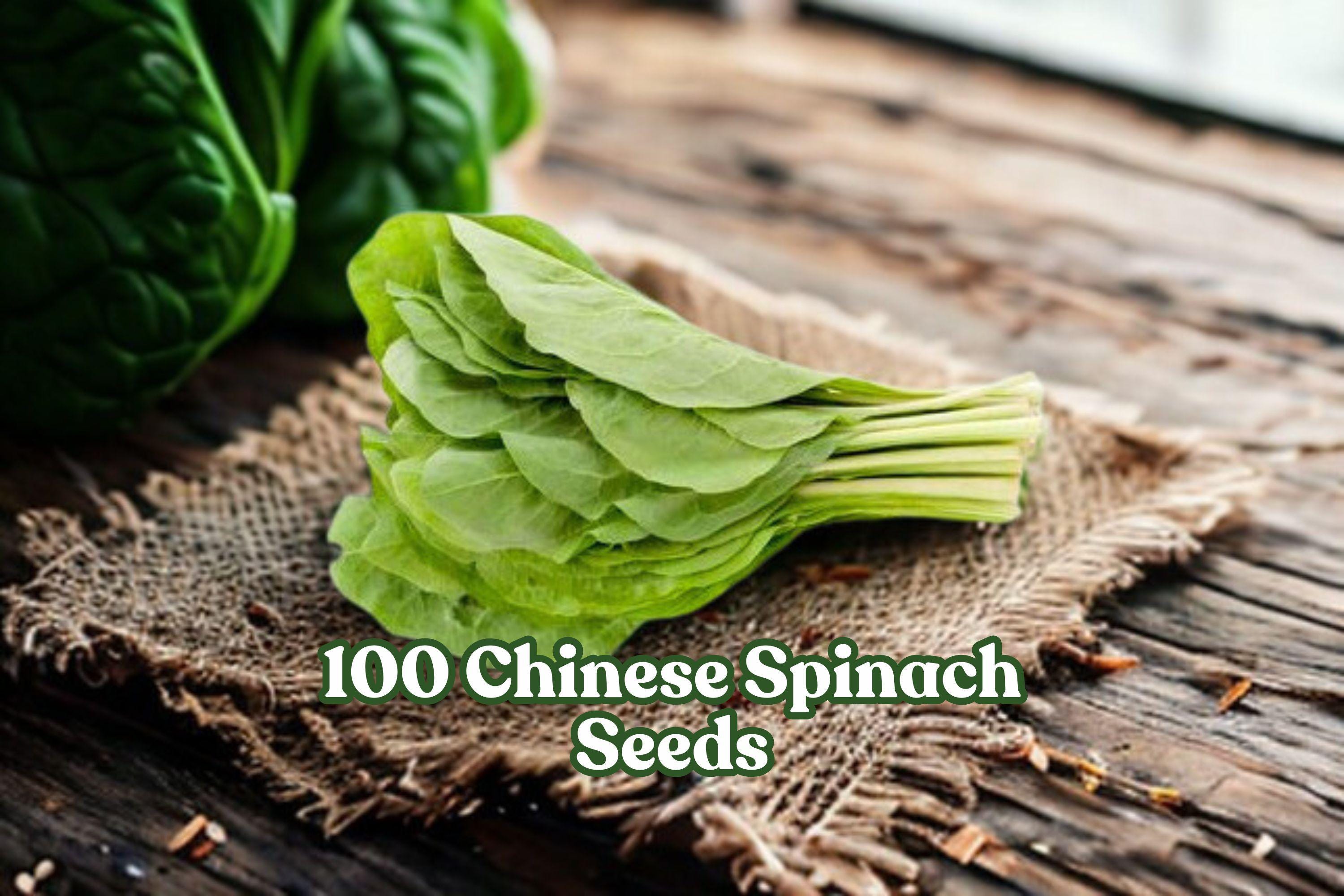 Chinese Spinach Seeds – Ipomoea aquatica Water Spinach – Fast-Growing Leafy Vegetable for Garden or Container Planting