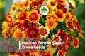 Mexican Persian Carpet Zinnia Seeds, Compact Dwarf, Warm Multi-Color Blooms, Zinnia haageana, 100 Seeds