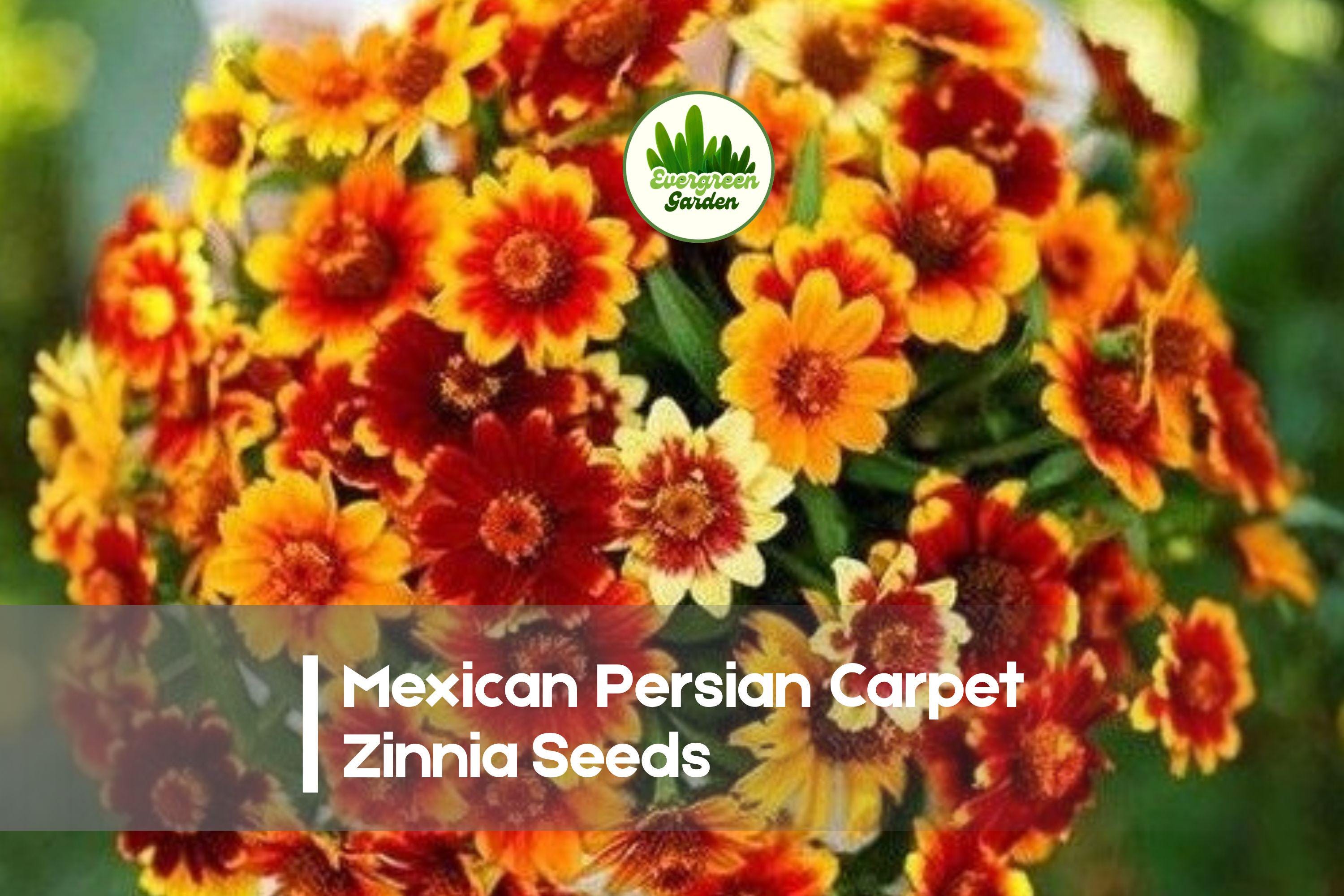 Mexican Persian Carpet Zinnia Seeds, Compact Dwarf, Warm Multi-Color Blooms, Zinnia haageana, 100 Seeds