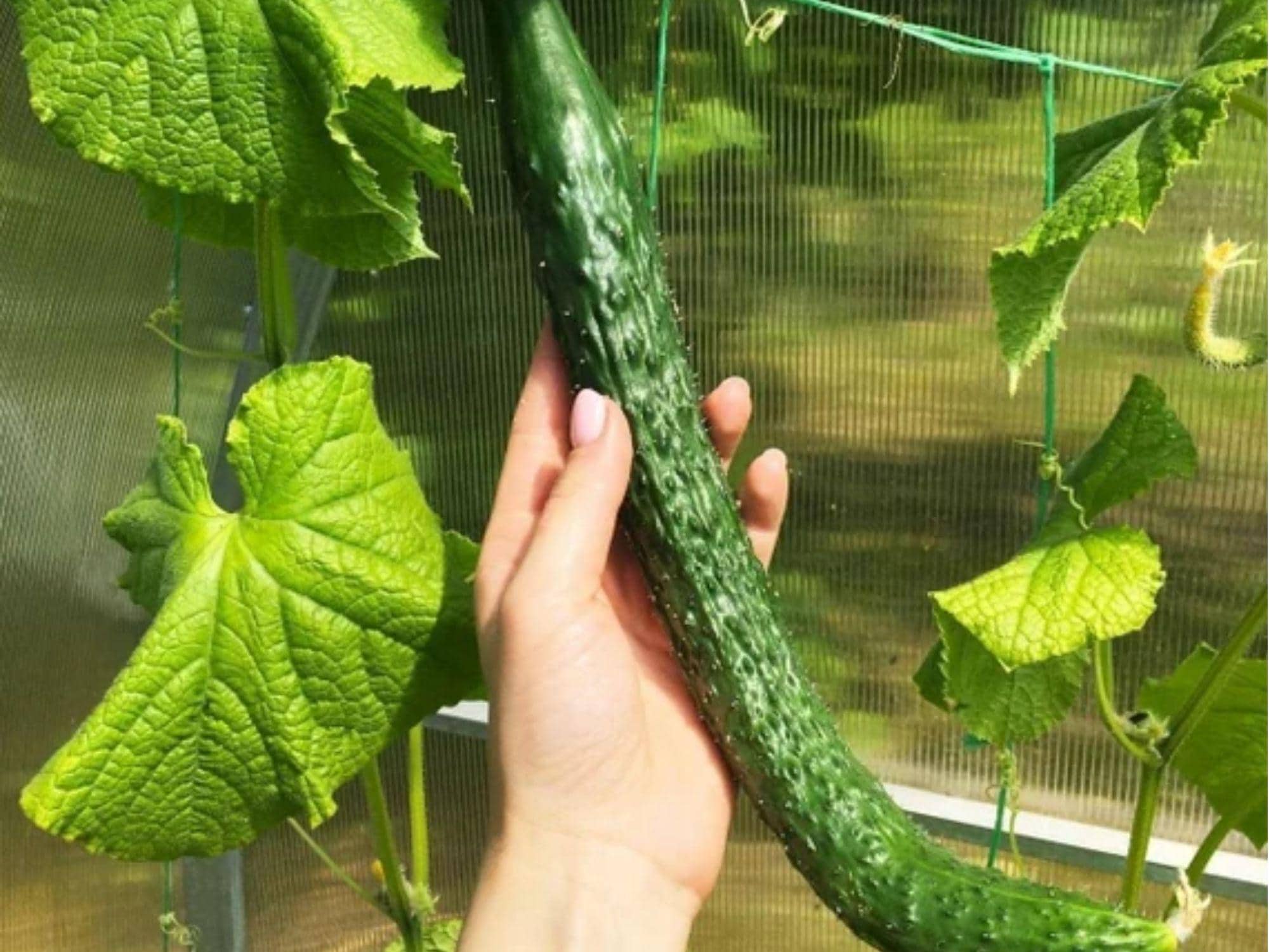 Chinese Snake Cucumber Seeds – Long Curved Heirloom Non-GMO Cucumis sativus, 10 Seeds
