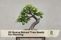 20 Guava Tree Seeds for Planting, Psidium guajava, Tropical Evergreen Bonsai & Container Planting