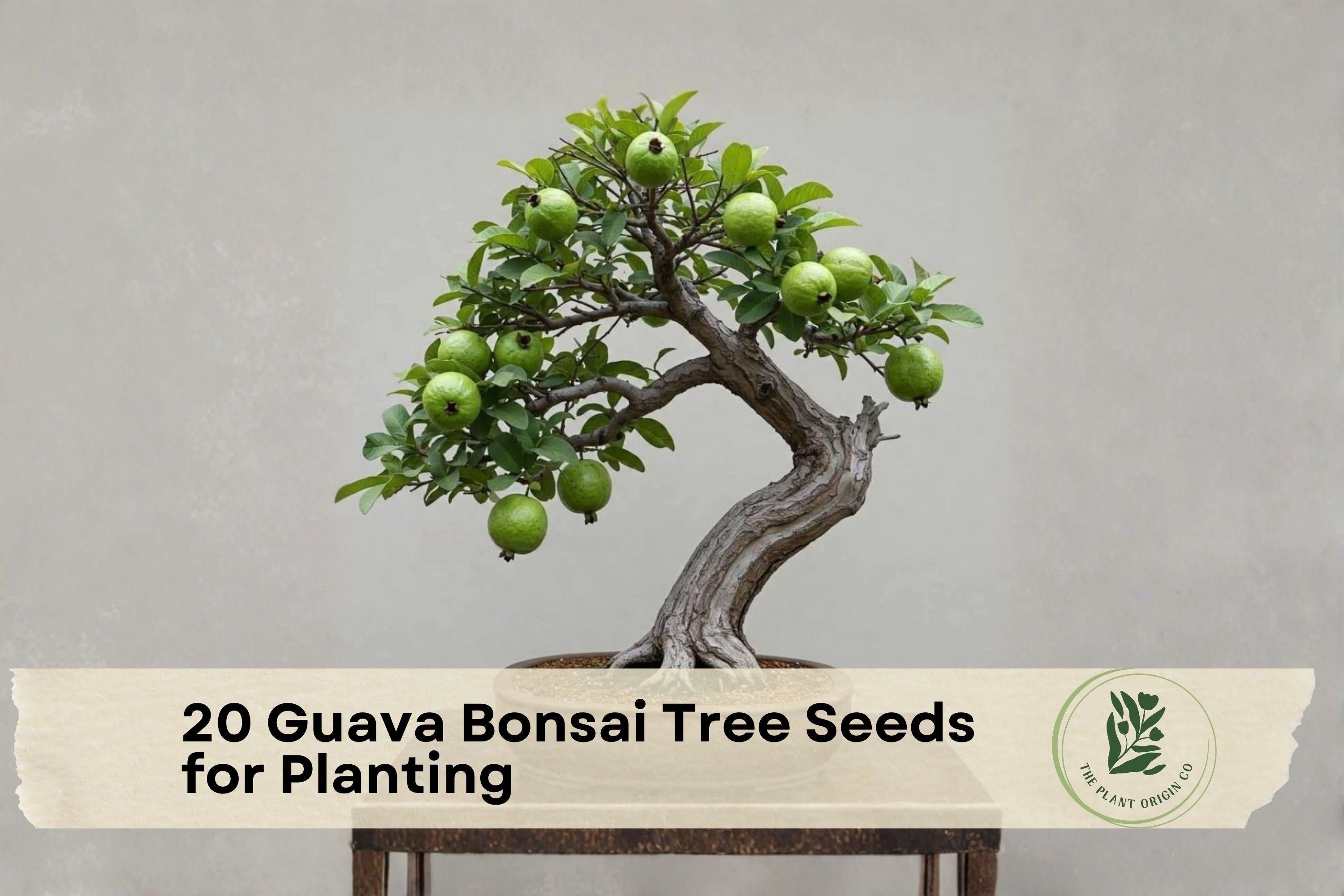20 Guava Tree Seeds for Planting, Psidium guajava, Tropical Evergreen Bonsai & Container Planting