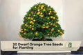 20 Dwarf Orange Tree Seeds for Planting, Citrus Sinensis, Container & Bonsai Growth