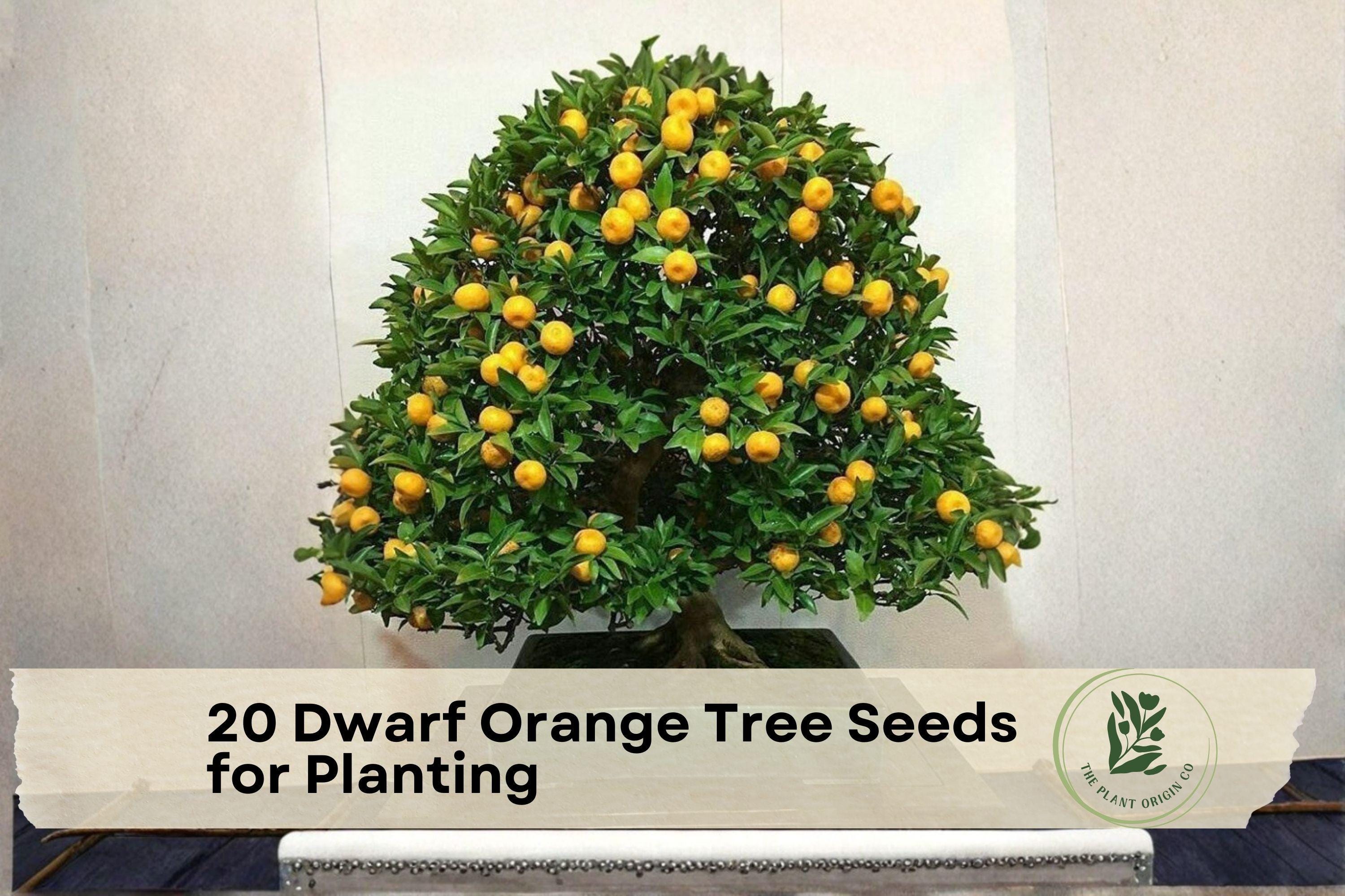 20 Dwarf Orange Tree Seeds for Planting, Citrus Sinensis, Container & Bonsai Growth