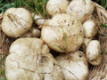 True Jicama Seeds – Heirloom Non-GMO Root Vegetable for Fresh Snacking & Cooking (Pachyrhizus erosus)