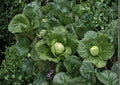 Golden Acre Cabbage Seeds - Heirloom Early Green Head, Compact Vegetable, 500 Seeds