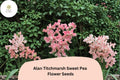 50+ Alan Titchmarsh Sweet Pea Seeds | Climbing Flower, Salmon-Pink, Lathyrus odoratus, Cottage Garden, Trellis, Fences