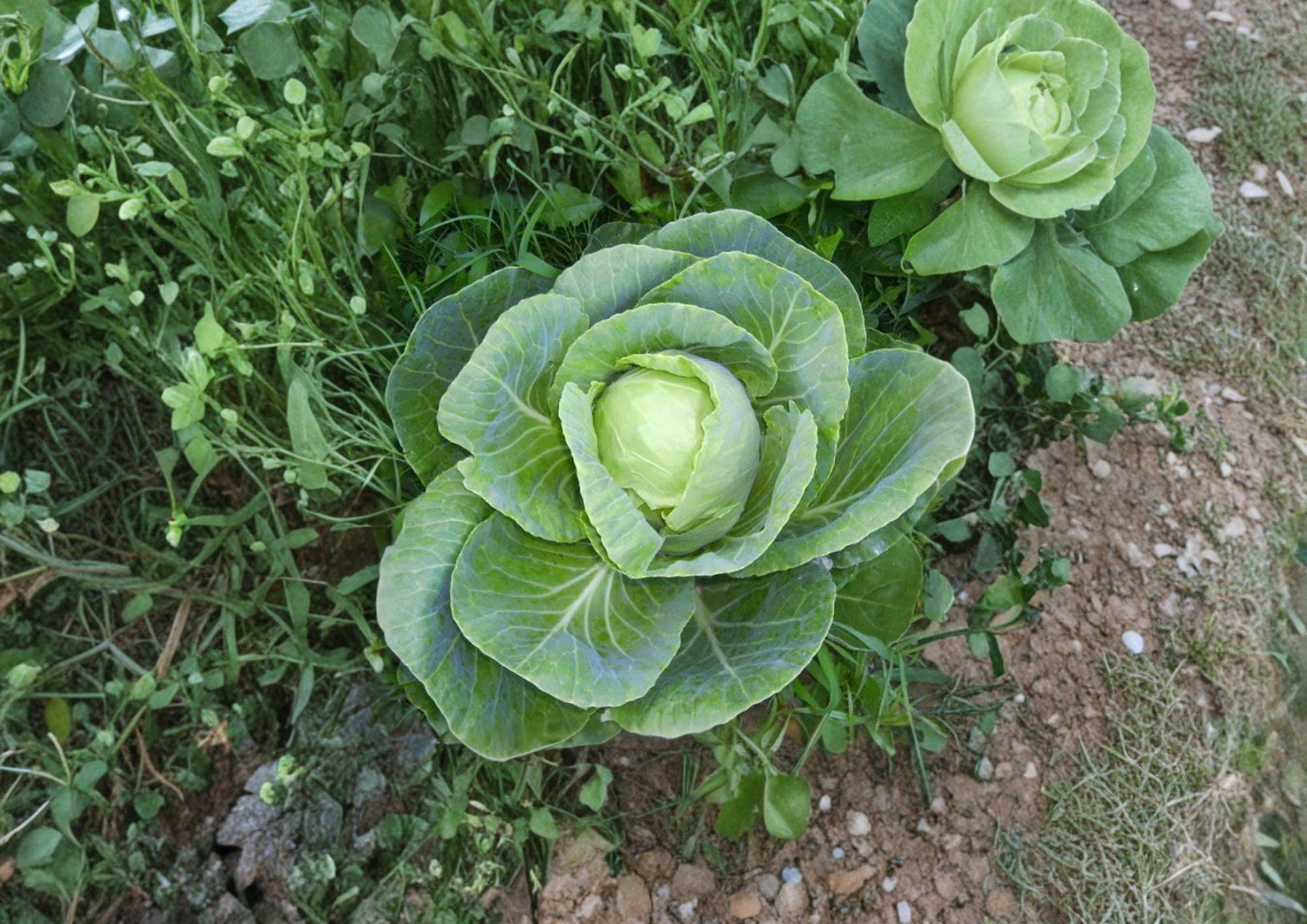 Early Jersey Wakefield Cabbage Seeds – Heirloom, Compact Green Heads, Early Maturing, Vegetable Seeds for Spring & Fall Planting