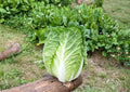 Michihli Cabbage Seeds – 300 Heirloom Napa-Type Chinese Heading Cabbage for Fresh, Fermentation & Asian Cuisine