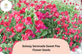 Solway Serenade Semi-Dwarf Sweet Pea Seeds | Soft Pink Climbing Flowers | Lathyrus odoratus