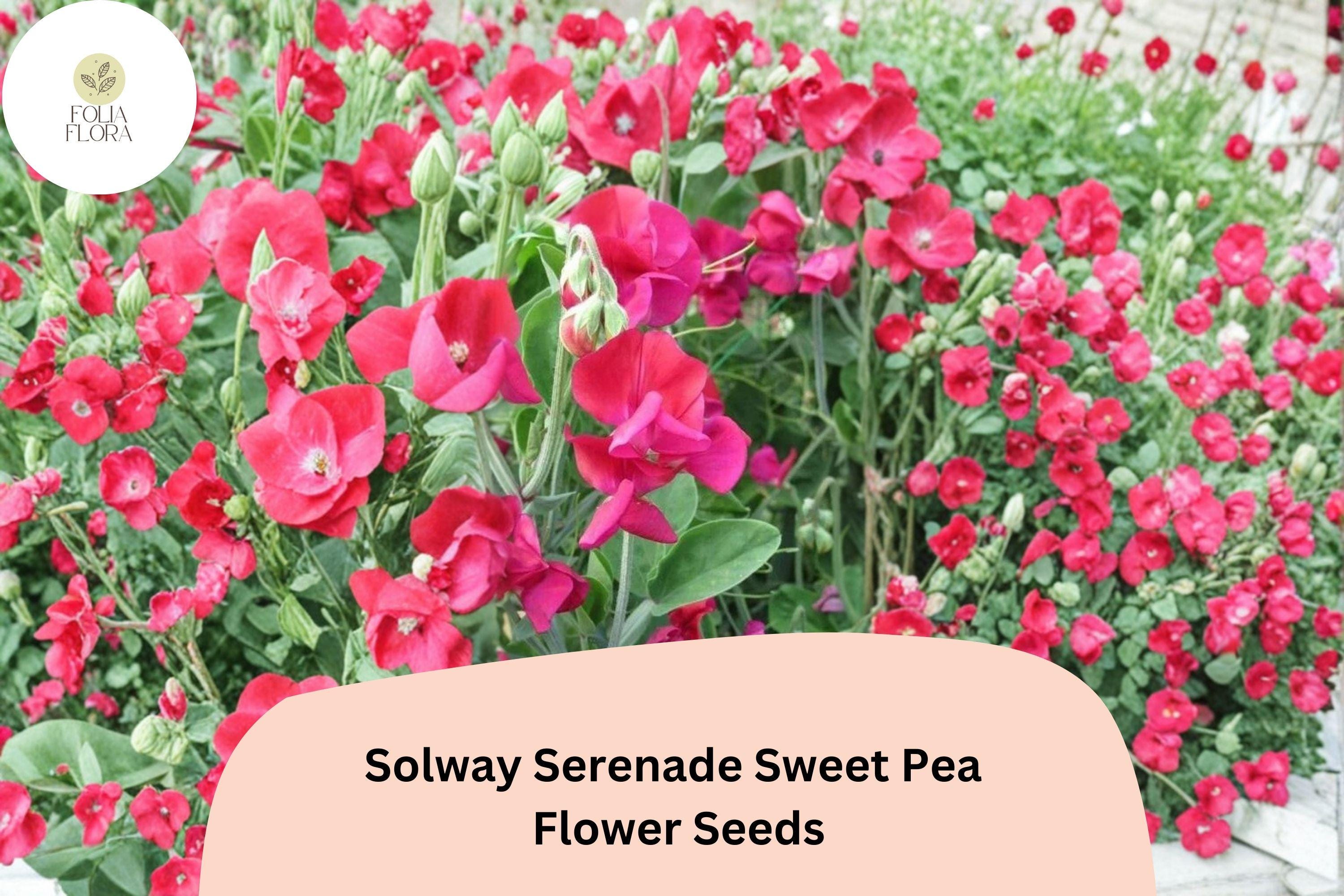 Solway Serenade Semi-Dwarf Sweet Pea Seeds | Soft Pink Climbing Flowers | Lathyrus odoratus