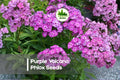 100+ Purple Volcano Phlox Seeds – Vibrant Purple Blooms, Annual Flower, Phlox drummondii for Garden, Borders, Containers