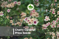 Cherry Caramel Phlox Seeds - Flowering Annual, Pink, Apricot, Pollinator-Friendly, Phlox drummondii