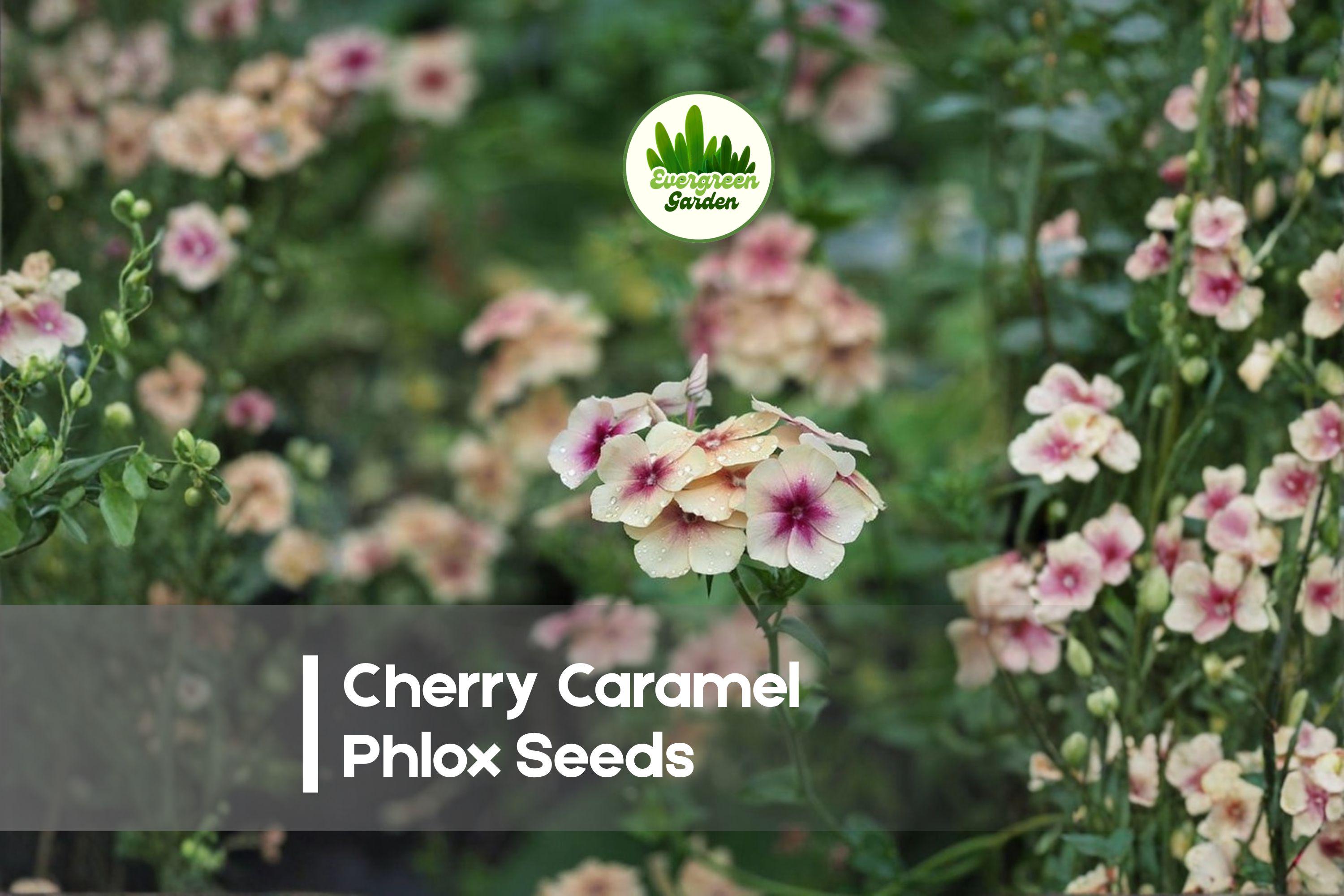 Cherry Caramel Phlox Seeds - Flowering Annual, Pink, Apricot, Pollinator-Friendly, Phlox drummondii